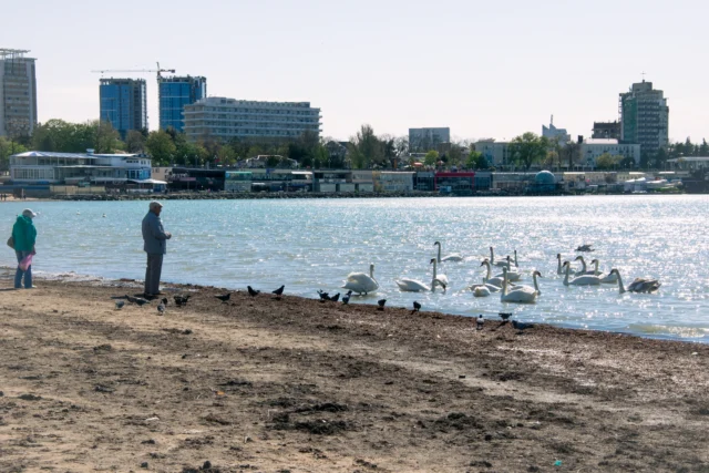 анапа море лебеди