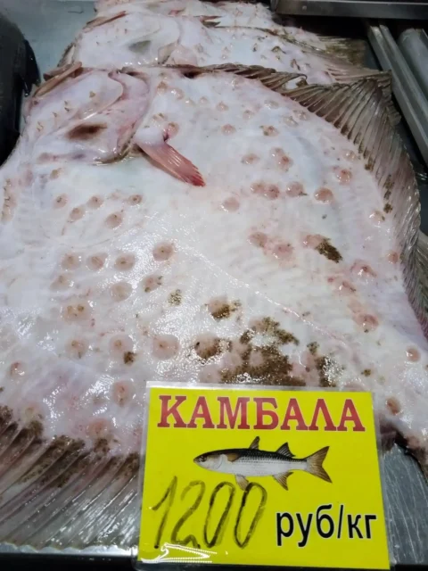 камбала