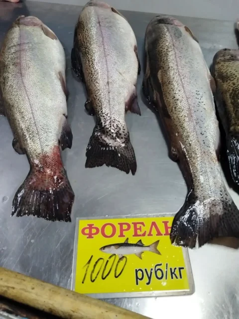 форель