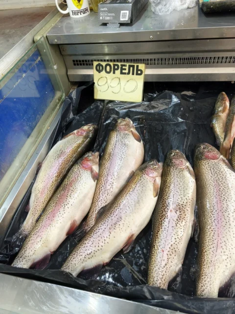 форель